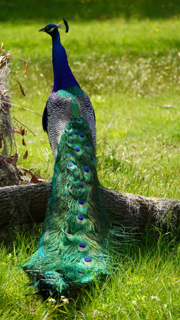 Peacock 1