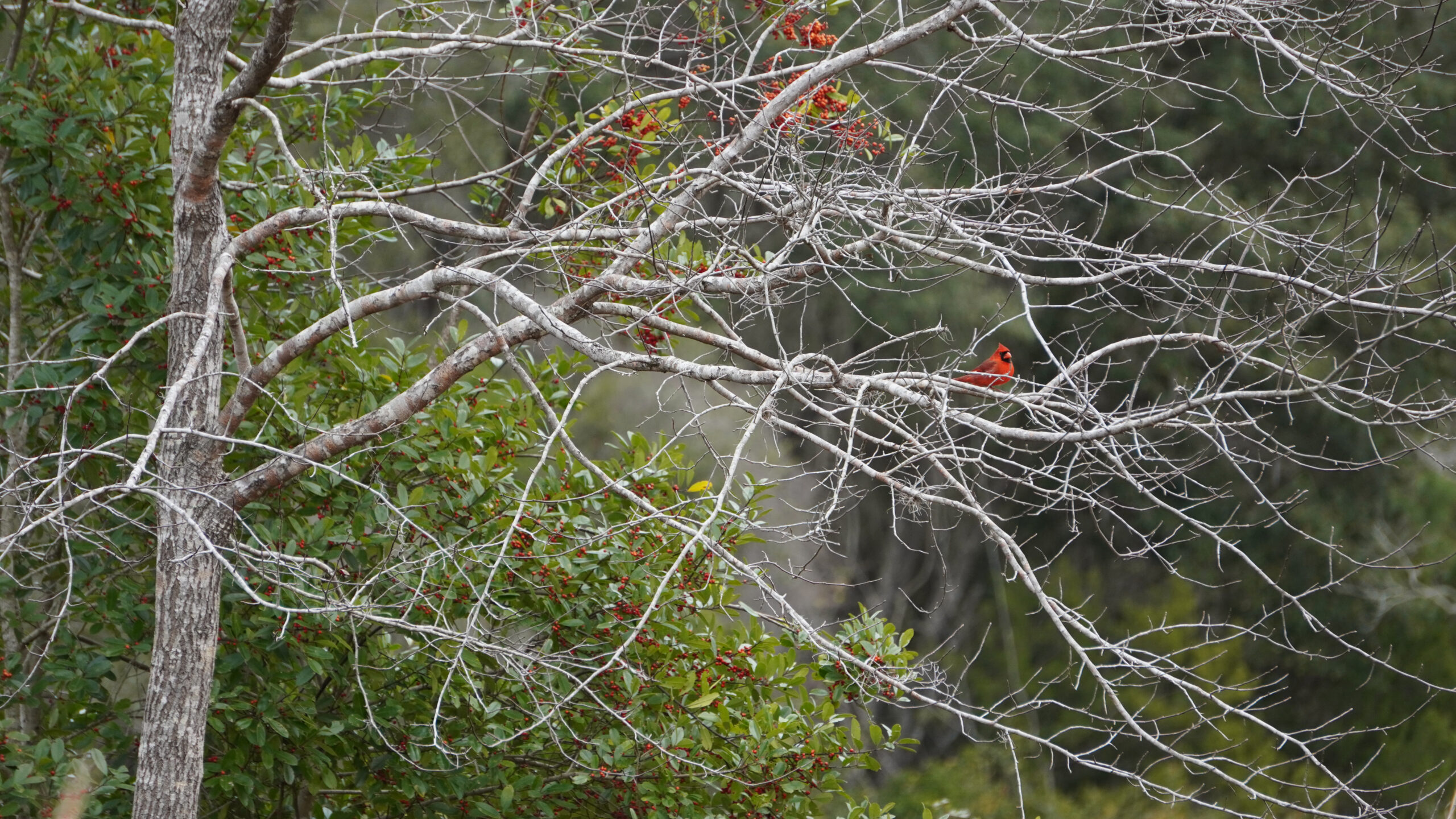 CardinalJanuaryHolly