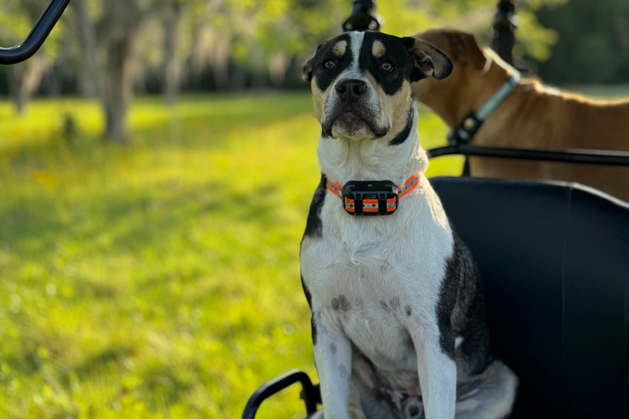 Doggies-on-golfcart-1