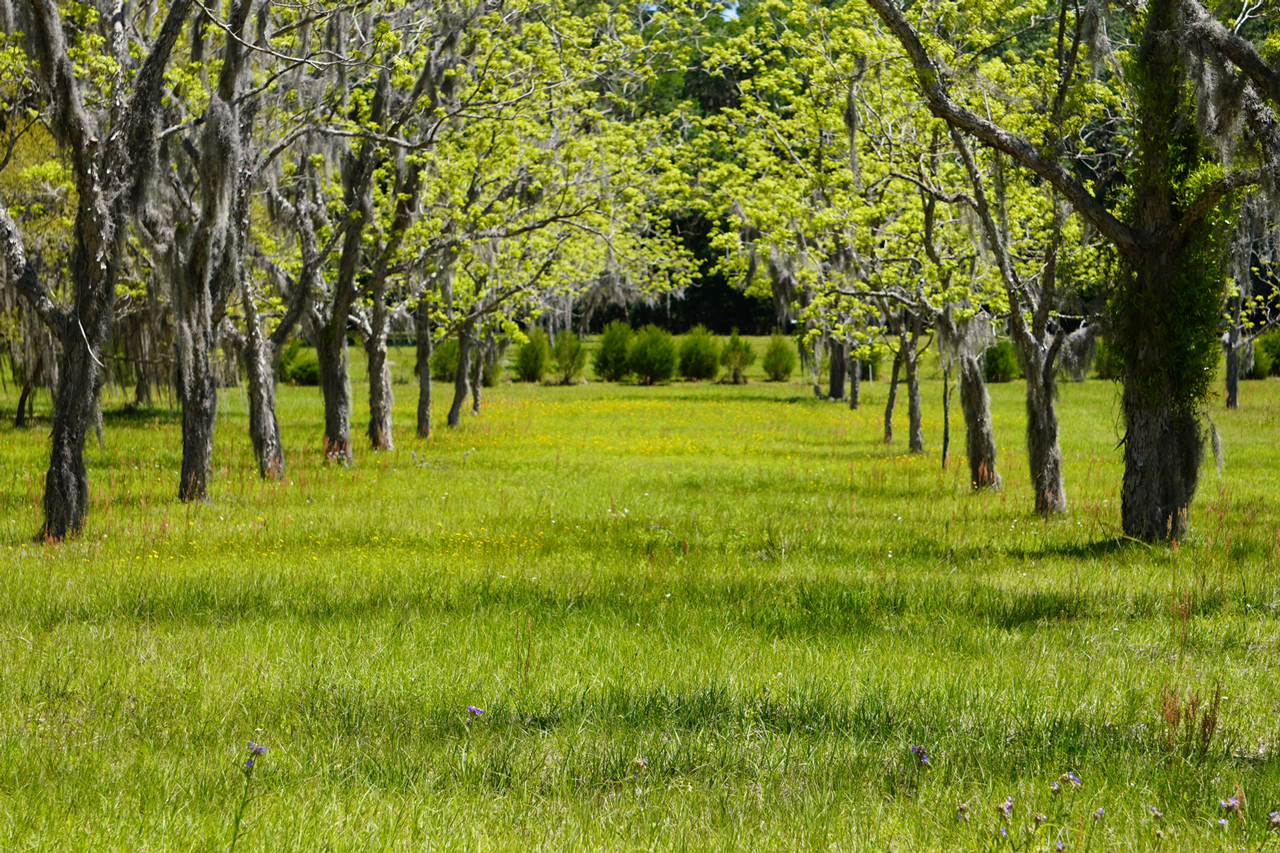 Grove-Tree-Rows_wide