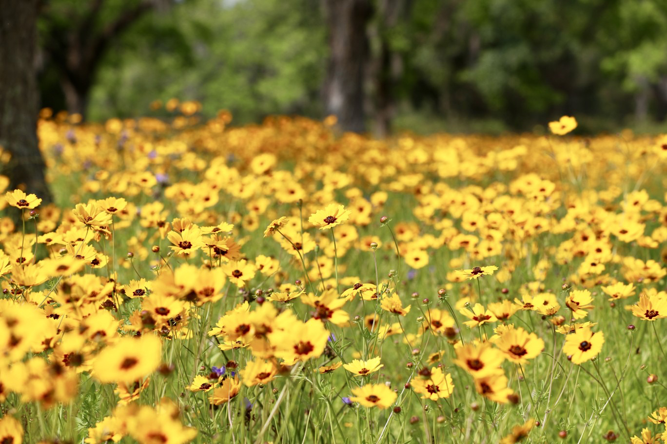 Yellow Flowers Field
