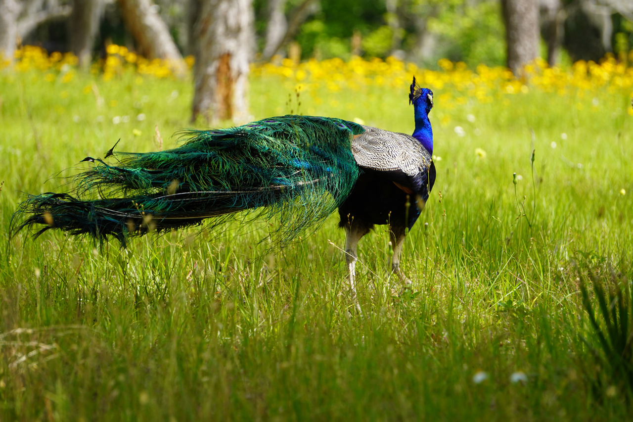 Zackowski_PeaceOutPierre