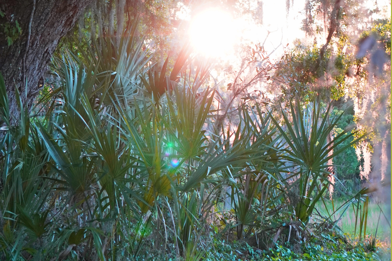 Zackowski_springsunset